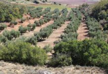 Sí a la Tierra Viva reafirma su apoyo incondicional a la ciudadanía e instituciones canarias en su lucha contra la minería de tierras raras