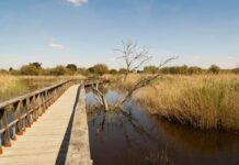 El sector insiste en que es momento de trasvasar 20hm3 para encharcar Las Tablas de Daimiel