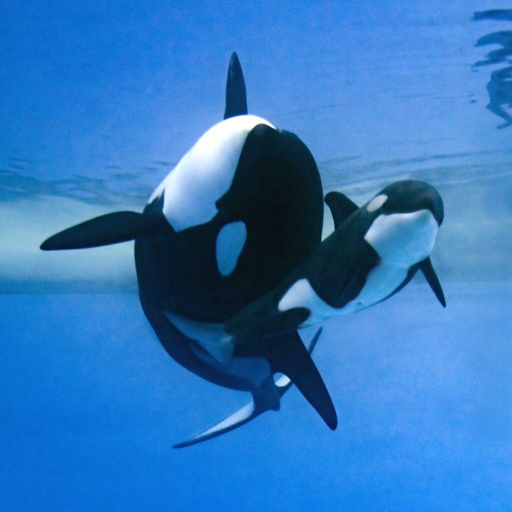 Más de 7.000 internautas eligen “Teno” como nombre para la cría de la orca Morgan en Loro Parque
