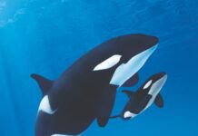 Más de 7.000 internautas eligen “Teno” como nombre para la cría de la orca Morgan en Loro Parque