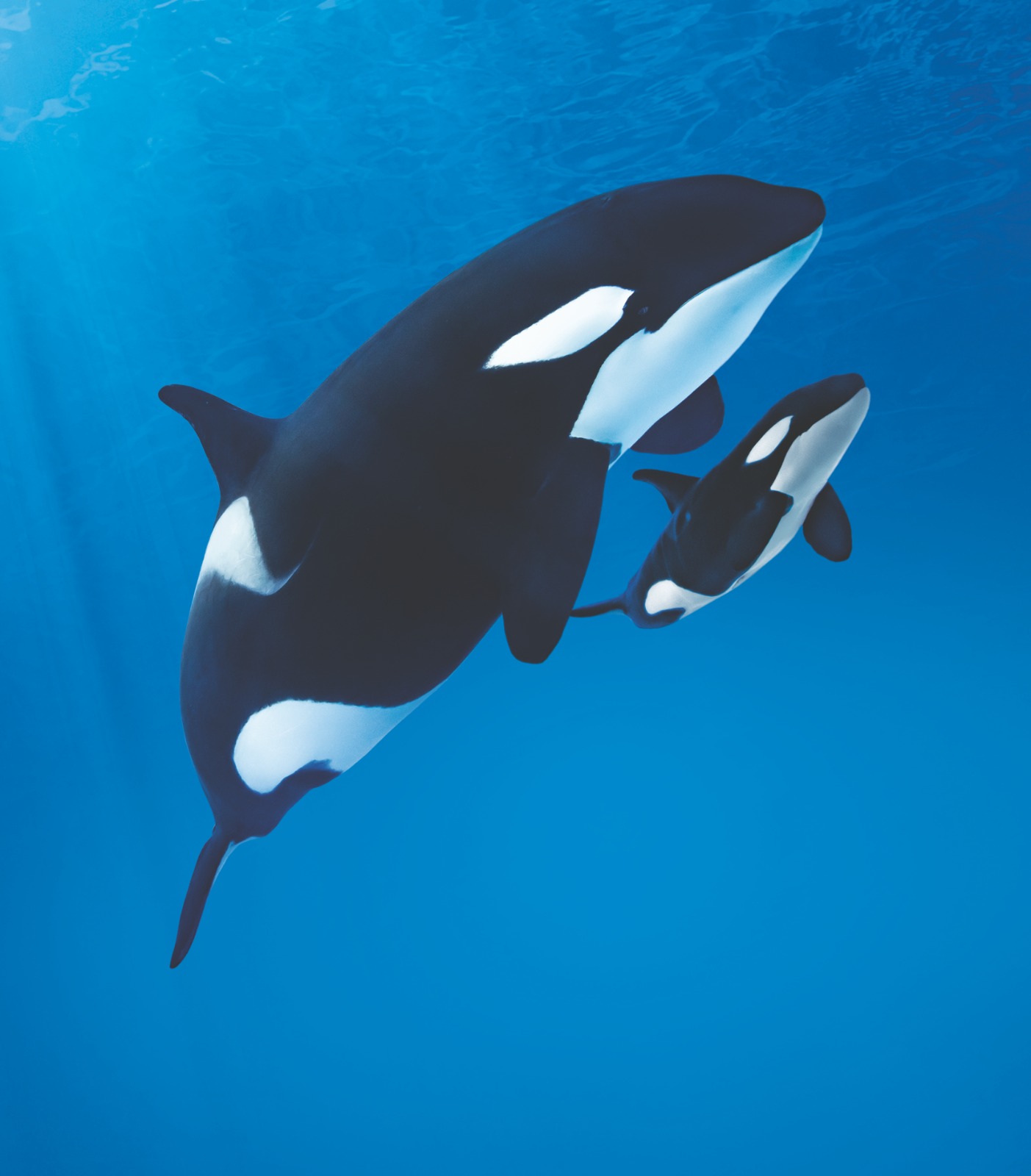 Más de 7.000 internautas eligen “Teno” como nombre para la cría de la orca Morgan en Loro Parque