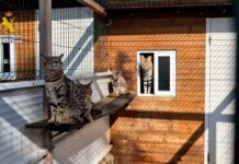 Detenidas dos personas por vender a través de internet animales exóticos