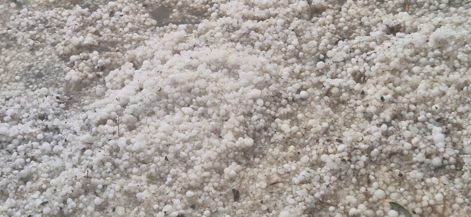 Una primera valoración de ASAJA CLM alerta de daños catastróficos en el campo por las tormentas de granizo