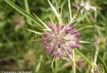 Un paseo por las Flores y Frutos de la Comarca de Tomelloso (VI)
