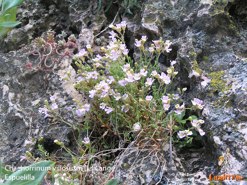 chaenorrinum villosusm