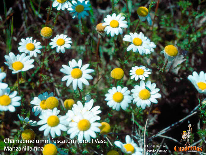 chamaemelumm fuscatum