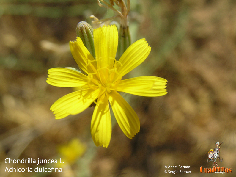 chondrilla juncea