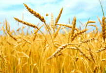 ASAJA CLM alerta sobre la crítica situación de los cereales y pide una reunión urgente a la Secretaría de Estado de Comercio