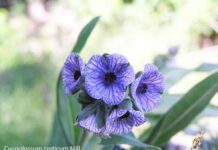 Un paseo por las Flores y Frutos de la Comarca de Tomelloso (VII)