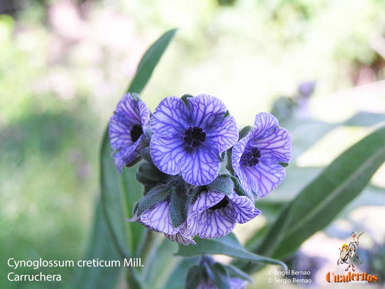cynoglossum creticum