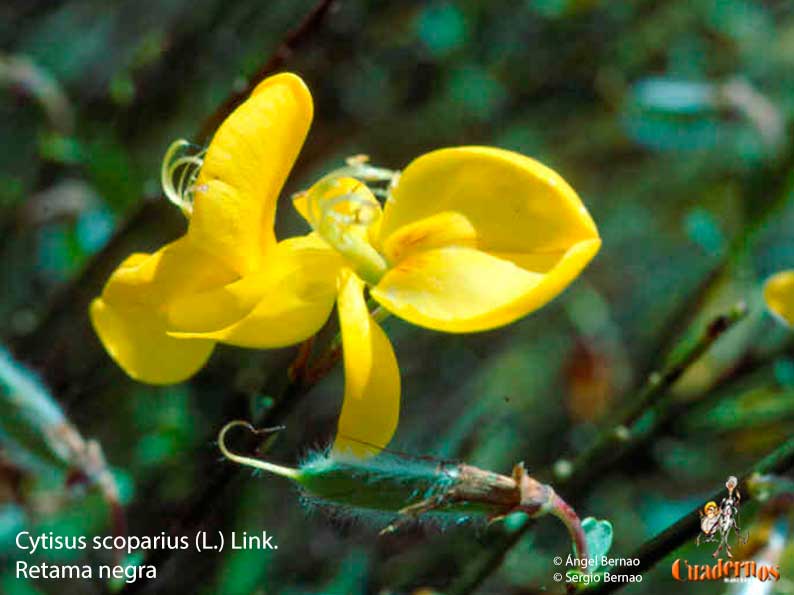 cytisus scoparius