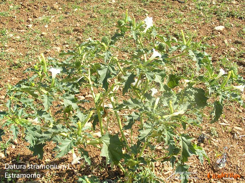 datura stramonium