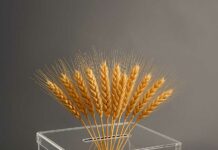 Unión de agricultores de Castilla-La Mancha denuncia la ley de representatividad agraria como pacto autoritario del bipartidismo: “El PSOE legisla, el PP aplaude, y el campo pierde”