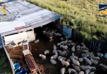 Desmantelada una red dedicada a la comercialización ilegal de productos cárnicos sin control sanitario