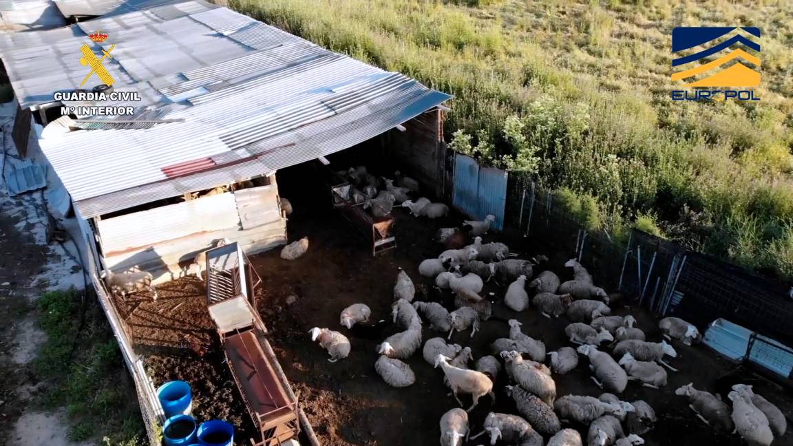 Desmantelada una red dedicada a la comercialización ilegal de productos cárnicos sin control sanitario