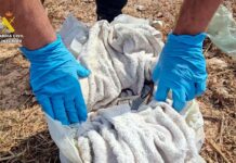 Dos detenidos por disparar en la cabeza a un joven en Orihuela Costa (Alicante)