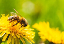 Día Mundial de las Abejas 2025, su importancia para la biodiversidad