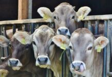 Castilla-La Mancha destina 18 millones de euros en ayudas dirigidas a mejorar el bienestar animal en las explotaciones ganaderas