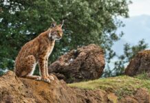 Castilla-La Mancha se convierte en la Comunidad Autónoma con mayor número de linces ibéricos con un total de 942 ejemplares