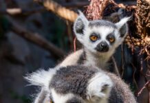 Loro Parque logra el nacimiento de tres lémures de cola anillada, una especie en peligro de extinción