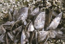 La CHG reforzará la detección precoz del mejillón cebra en Orellana, El Vicario y Zújar