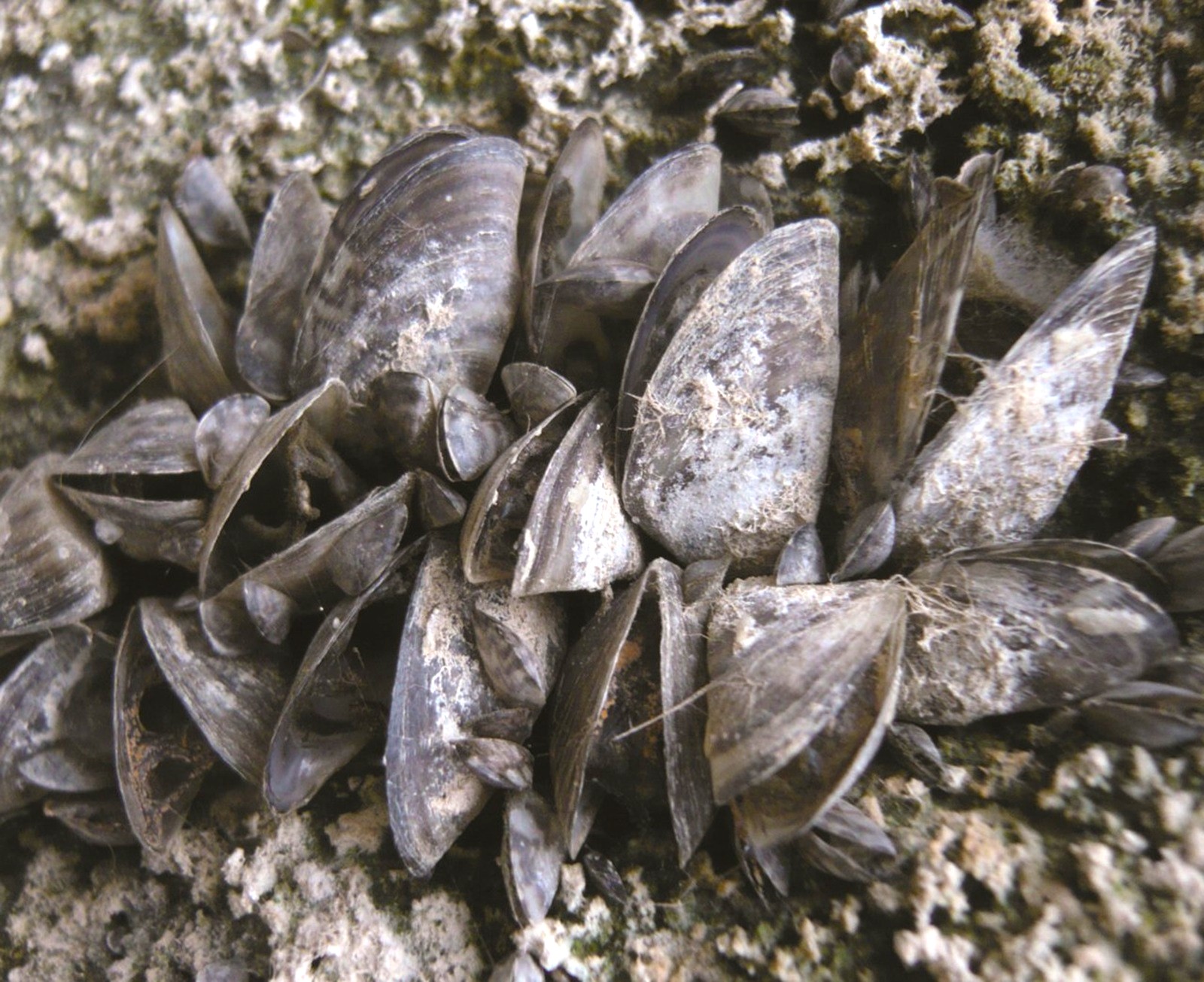 La CHG reforzará la detección precoz del mejillón cebra en Orellana, El Vicario y Zújar