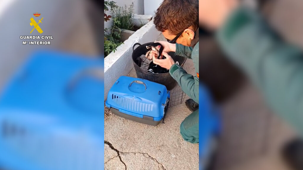 mutilar cola tres cachorros 2