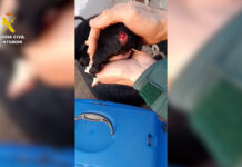 Un investigado por mutilar la cola de tres cachorros de perro en Tortosa (Tarragona)