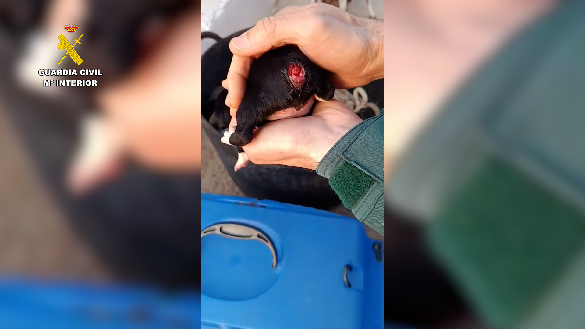 Un investigado por mutilar la cola de tres cachorros de perro en Tortosa (Tarragona)