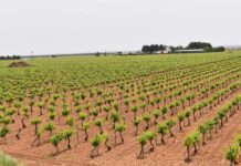 Los agricultores y ganaderos podrán presentar la solicitud única de las ayudas de la Política Agraria Común hasta el 31 de mayo