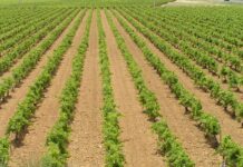 El Gobierno de Castilla-La Mancha defiende una garantía presupuestaria para la PAC, como mínimo igual que la que existe hasta este momento