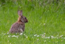 Lucas-Torres reclama a Page acciones contundentes, inmediatas y eficaces ante los graves daños que la plaga de conejos está provocando en el campo de Castilla-La Mancha