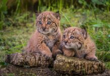 La población de linces ibéricos creció un 19% en 2024 respecto al año anterior