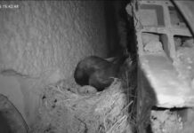Nace el primer pollo en el nido con webcam del Campus de Toledo