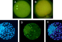 El grupo SaBio de la UCLM muestra en una investigación que el calor afecta la reproducción de ovejas