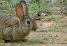 ASAJA CLM denuncia que Medio Ambiente rechaza sus propuestas sin ofrecer ninguna alternativa para terminar con la sobrepoblación de conejos