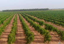 Un año agrícola esperanzador