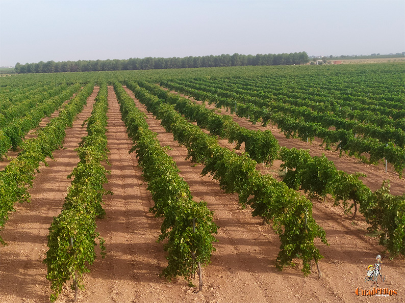 Un año agrícola esperanzador