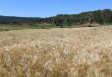 Unión de Uniones denuncia la situación ruinosa de los cerealistas mientras los consumidores pagan cada vez el pan más caro