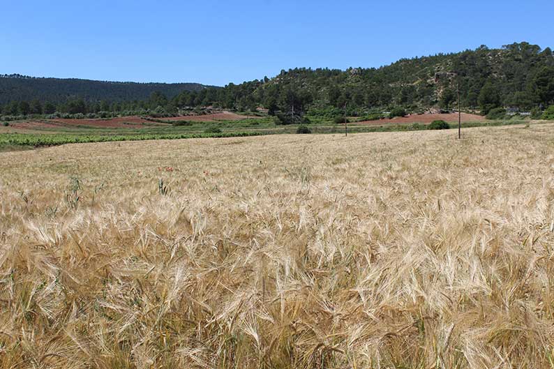 Unión de Uniones denuncia la situación ruinosa de los cerealistas mientras los consumidores pagan cada vez el pan más caro