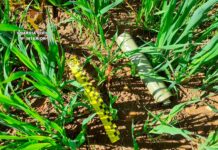 Abatido un corzo en tiempo de veda y sin autorización del titular cinegético