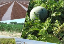 La agricultura de Tomelloso, ¡Qué tiempos aquellos!