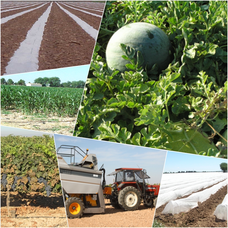 La agricultura de Tomelloso, ¡Qué tiempos aquellos!