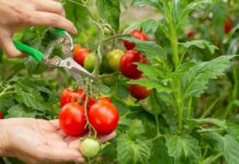 El Gobierno destina más casi 1,3 millones de euros a Castilla-La Mancha para programas de sanidad vegetal y animal