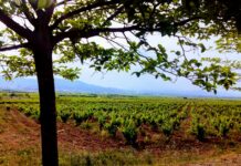 El Ministerio de Agricultura, Pesca y Alimentación autoriza 914 hectáreas para nuevas plantaciones de viñedo en 2025