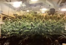 La Guardia Civil de Albacete desmantela tres centros de producción y germinación de cannabis sativa compuestos por 800 plantas