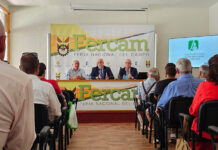 El futuro del olivar pasa por la reconversión que permita la mecanización