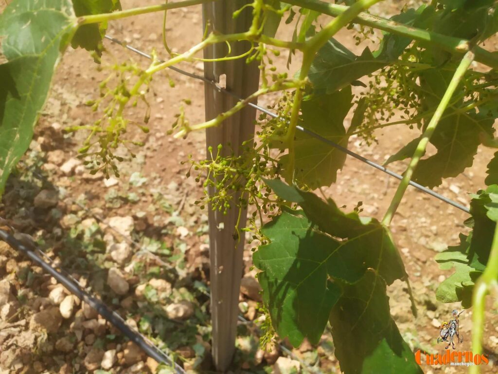 granizo perjudicado estado vegetativo viinedo tomelloso