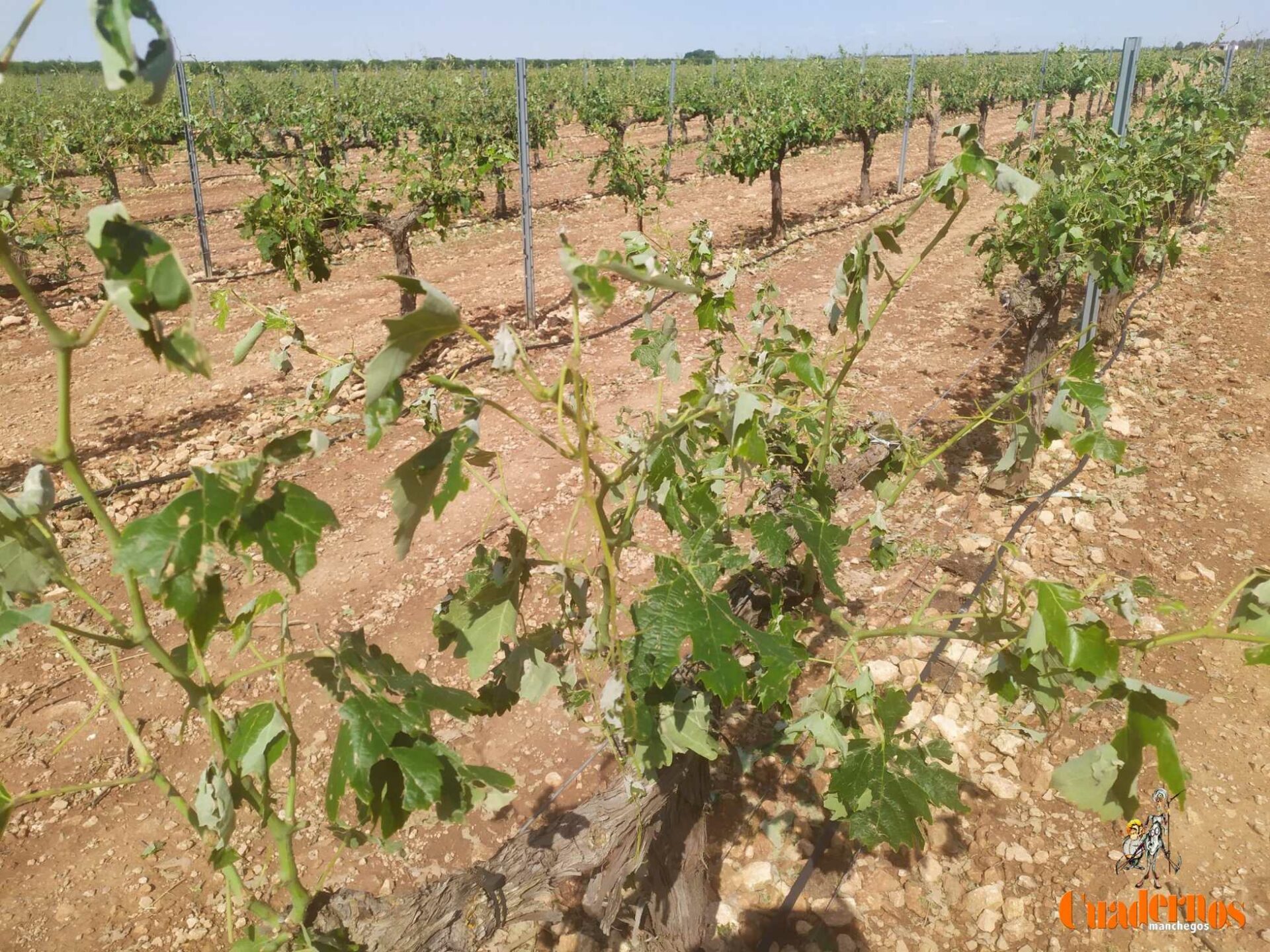 El granizo ha perjudicado el estado vegetativo de los cultivos en la comarca de Tomelloso