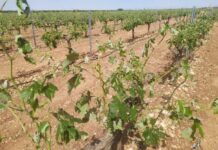 El granizo ha perjudicado el estado vegetativo de los cultivos en la comarca de Tomelloso